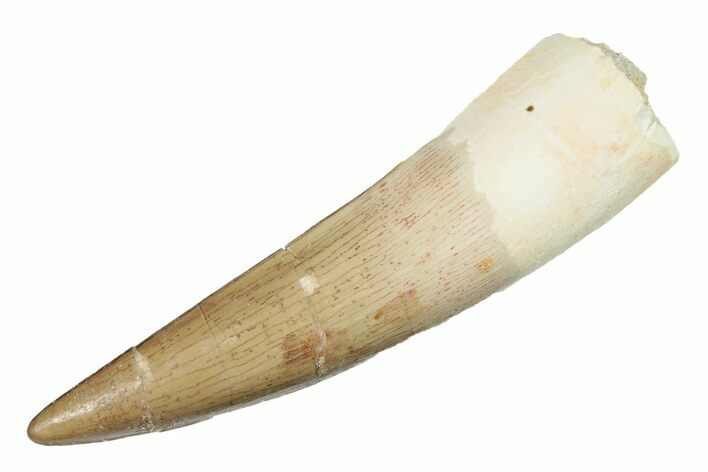 Real Fossil Spinosaurus Tooth - Beautiful Preservation #264800